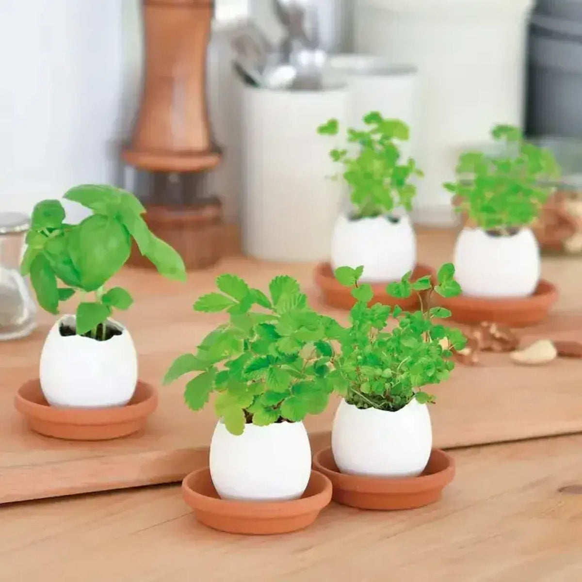 Mini Huevo para Cultivar Albahaca Fresca Les Trouvailles de Tolède