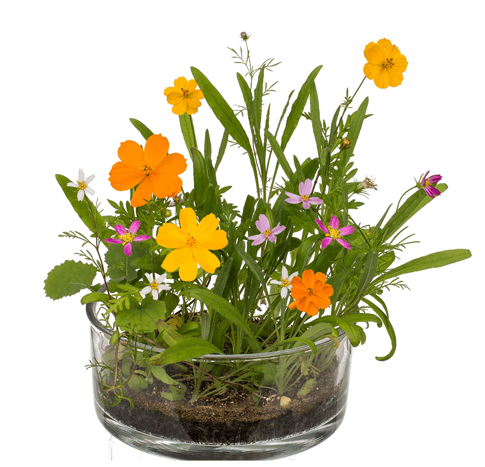 Flor en lata – Pradera de flores para cultivar Les Trouvailles de Tolède