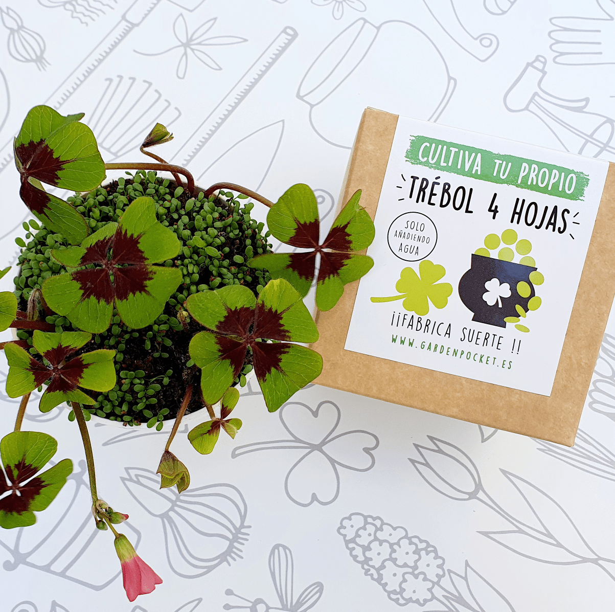 Kits de cultivo – Trébol cuatro hojas Les Trouvailles de Tolède