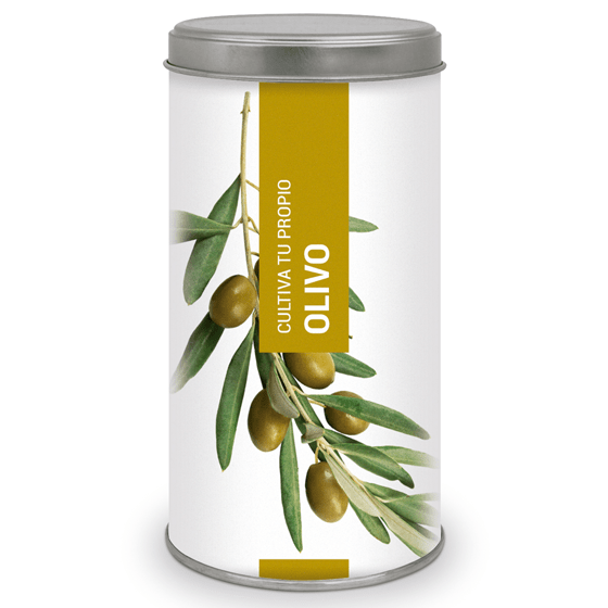 Cultiva tu propio OLIVO Les Trouvailles de Tolède