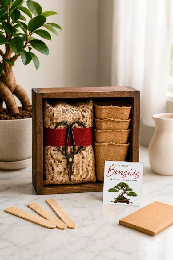 Kit de cultivo bonsáis Les Trouvailles de Tolède