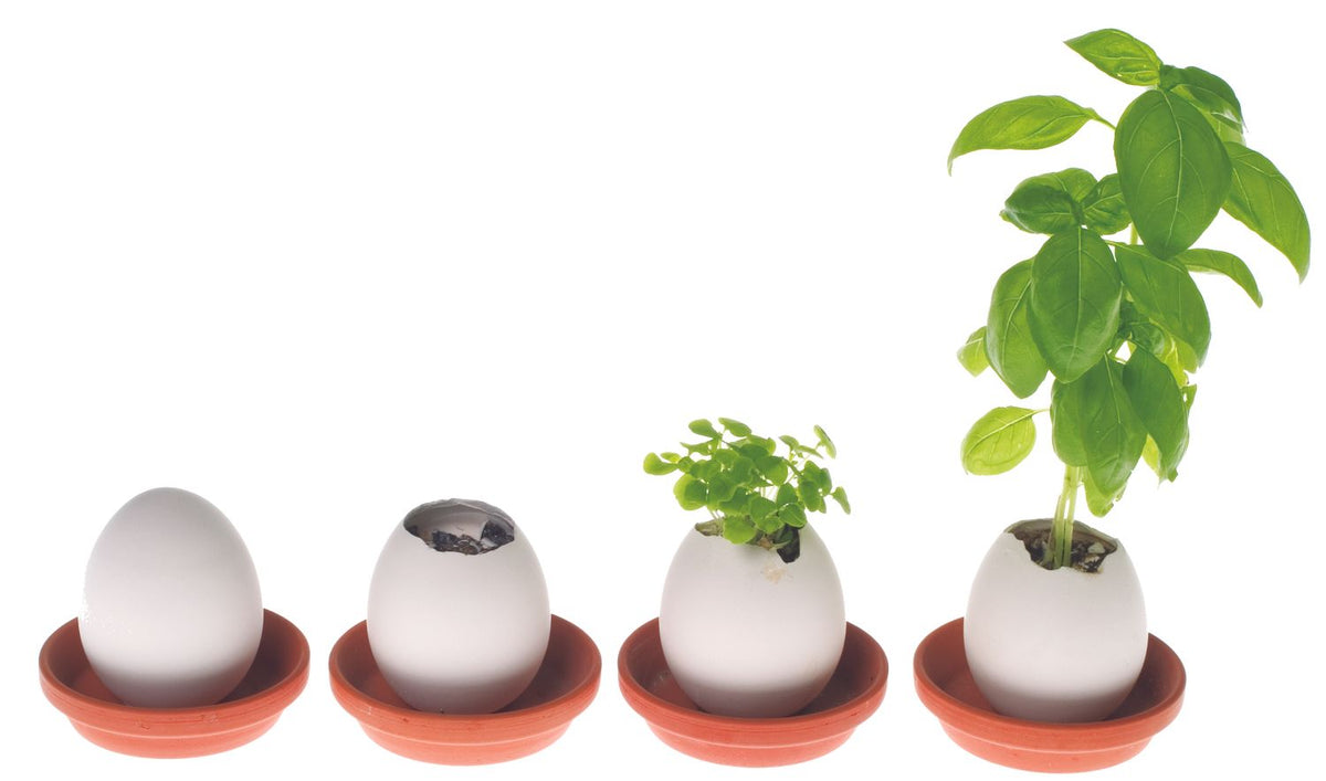 Mini Huevo para Cultivar Albahaca Fresca Les Trouvailles de Tolède