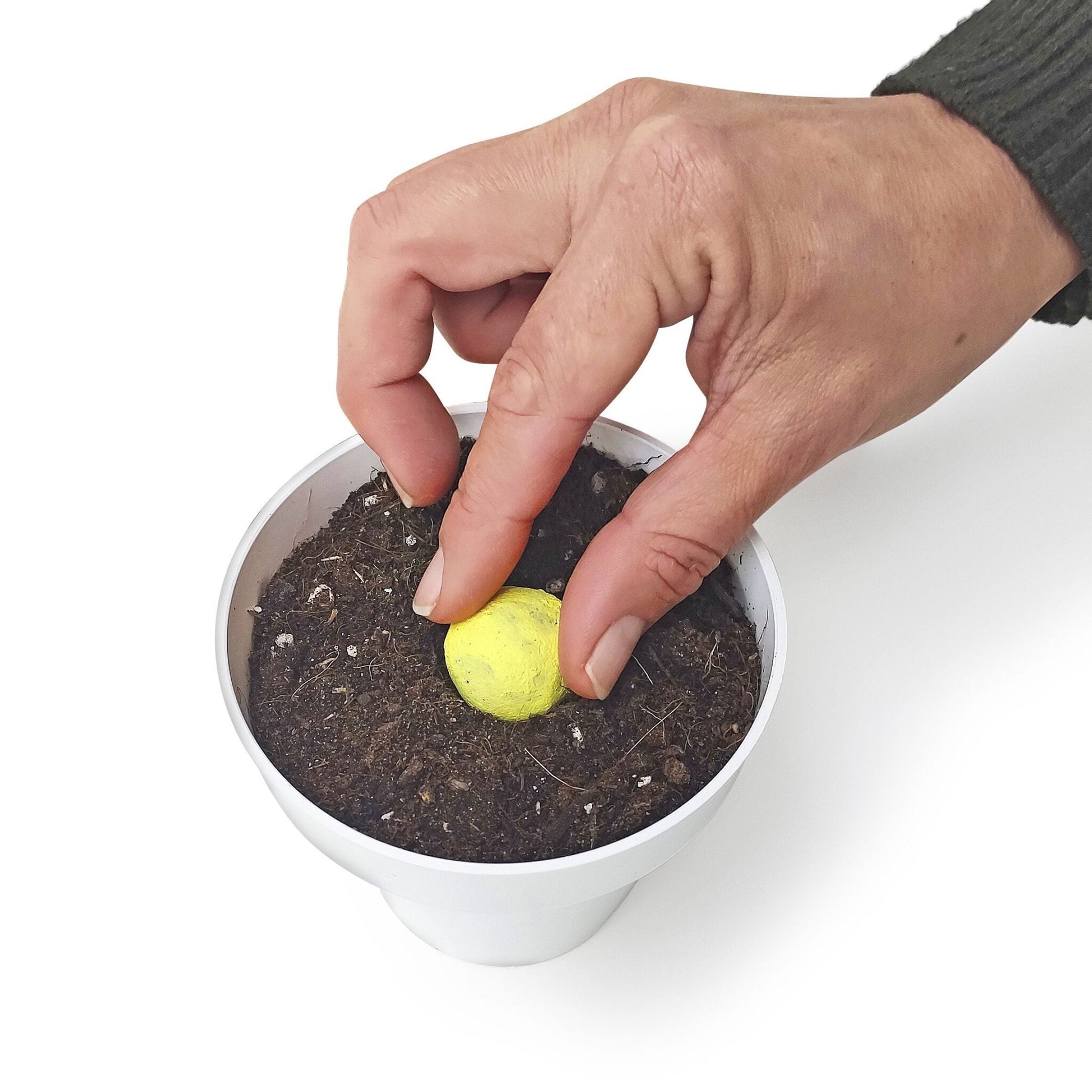 Bombas de Semillas – Plantas Aromáticas Les Trouvailles de Tolède