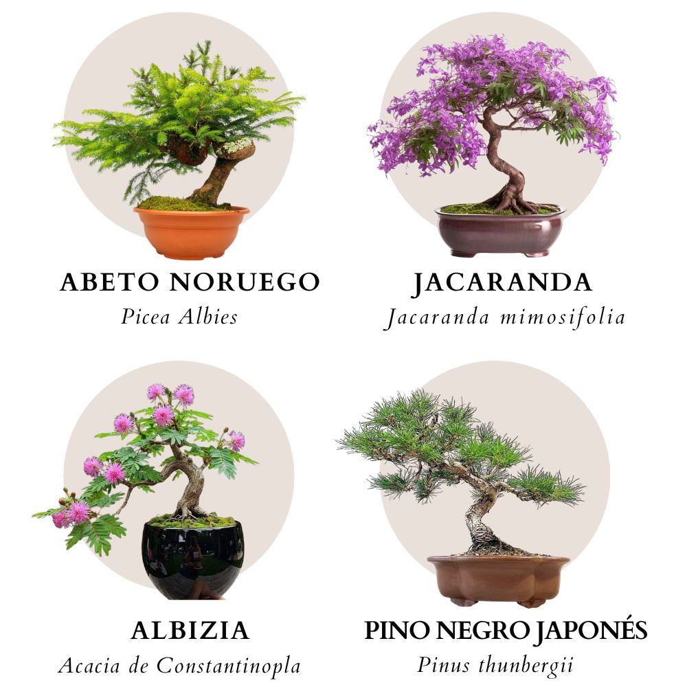Kit de cultivo bonsáis Les Trouvailles de Tolède
