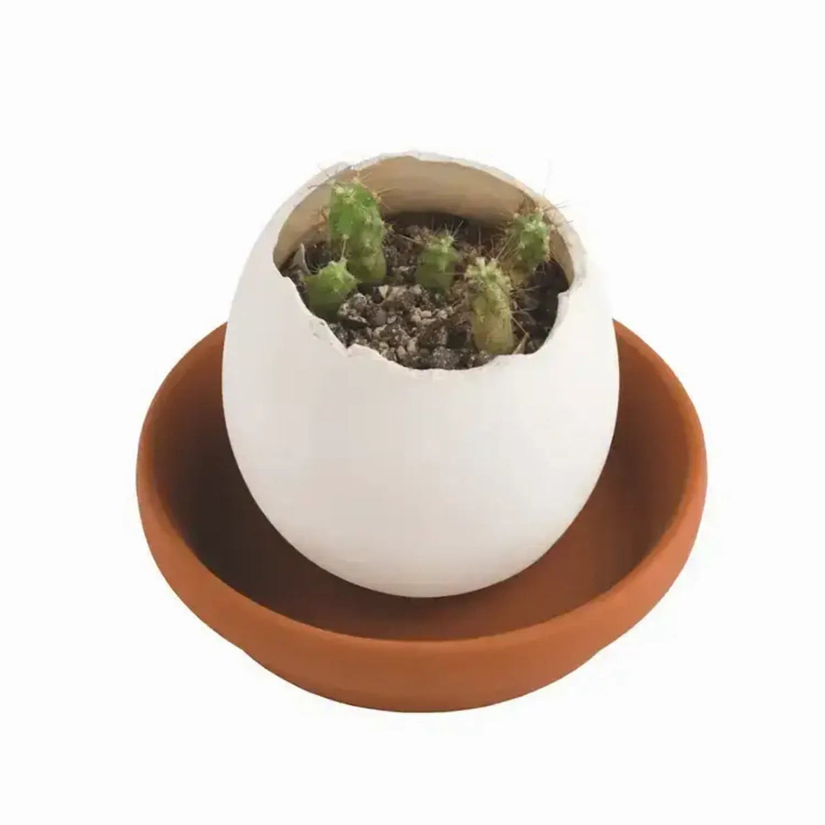 Mini Huevo para Cultivar Cactus Les Trouvailles de Tolède