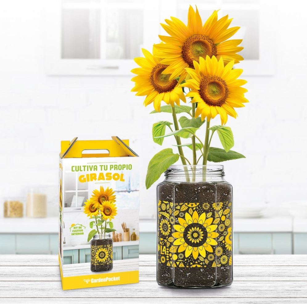 KIT DE CULTIVO INTERIOR GIRASOL Les Trouvailles de Tolède