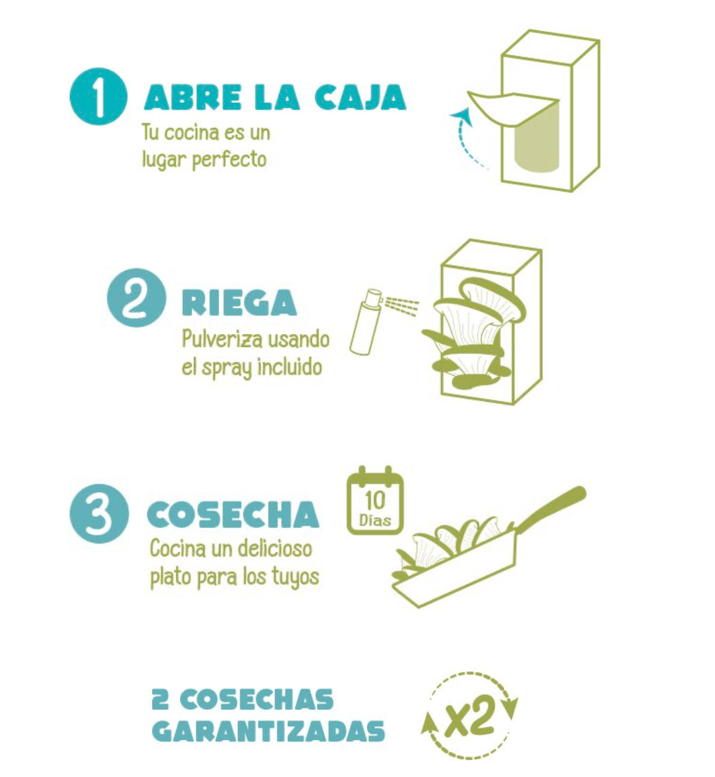 Kit de Cultivo de Setas Gourmet – Setas Pocket Les Trouvailles de Tolède