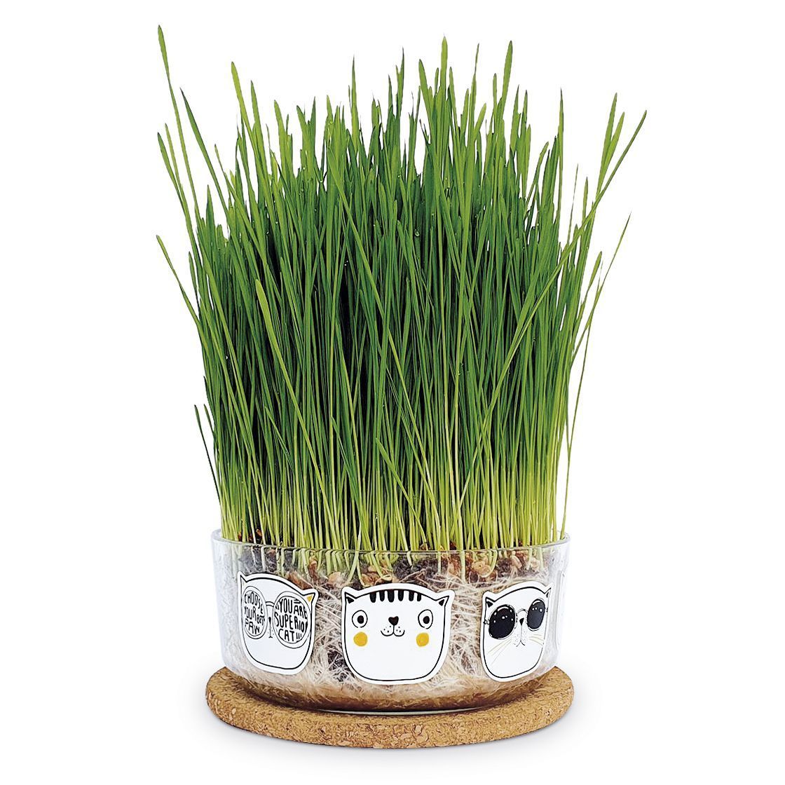 Hierba Gatera – Cat Grass Les Trouvailles de Tolède