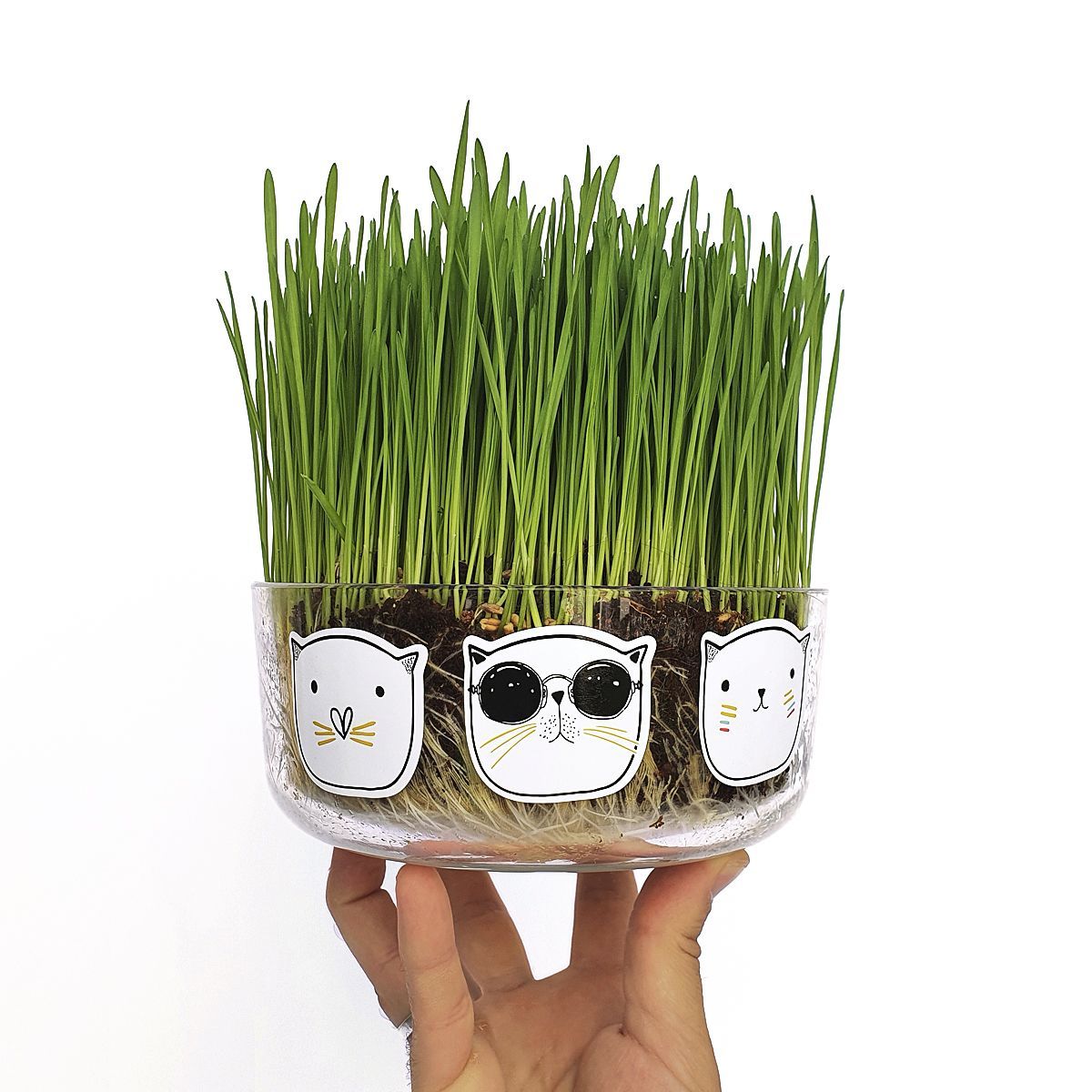 Hierba Gatera – Cat Grass Les Trouvailles de Tolède