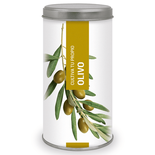 Cultiva tu propio OLIVO Les Trouvailles de Tolède